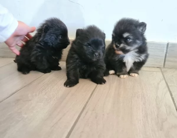 Volpino di Pomerania vendita da privato  | Foto 5