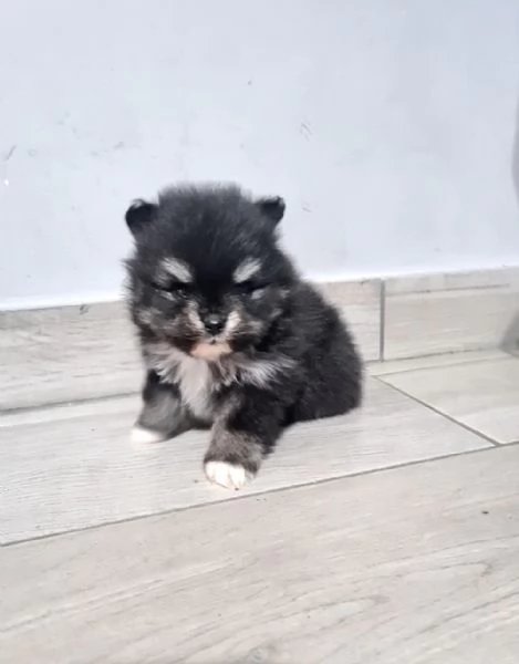 Volpino di Pomerania vendita da privato  | Foto 4