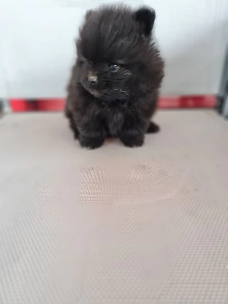 Volpino di Pomerania vendita da privato  | Foto 3