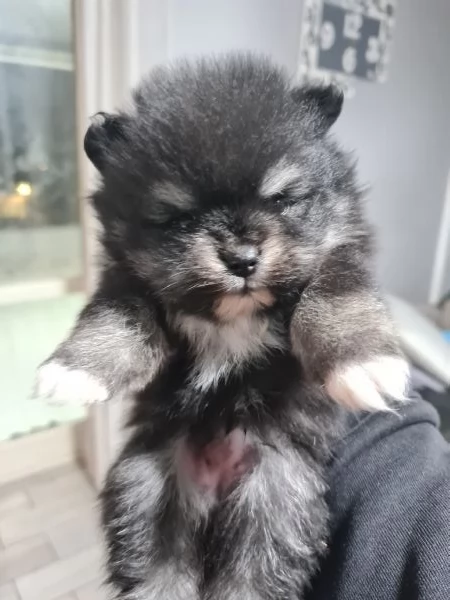 Volpino di Pomerania vendita da privato  | Foto 2