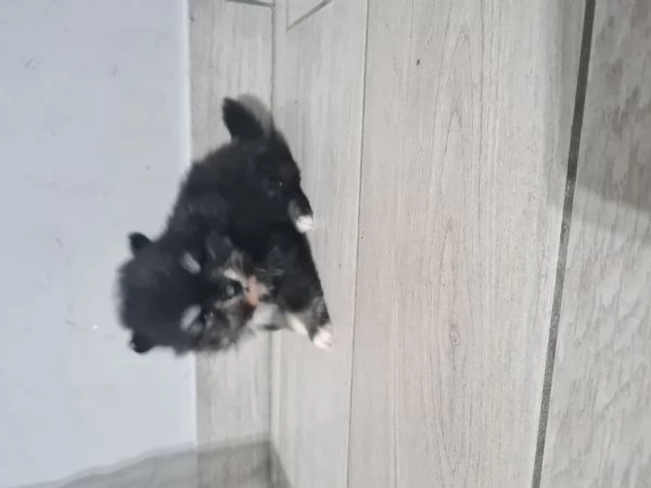 Volpino di Pomerania vendita da privato  | Foto 1