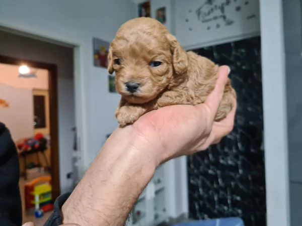 Barboncino femminuccia toy 