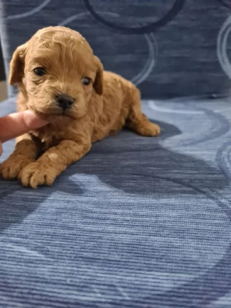 Barboncino femminuccia toy  | Foto 2