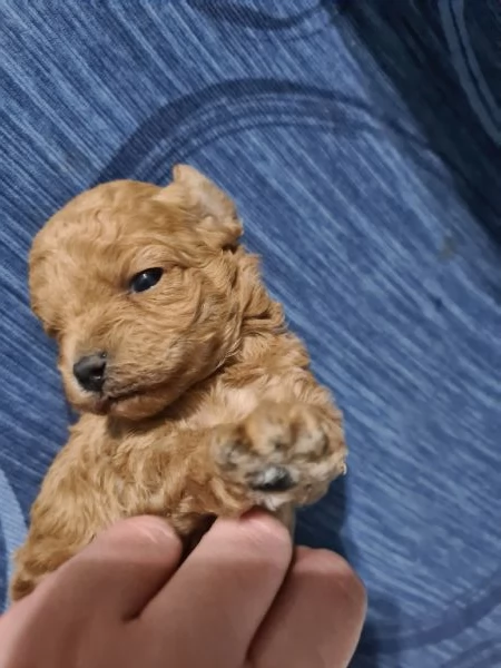 Barboncino femminuccia toy  | Foto 1