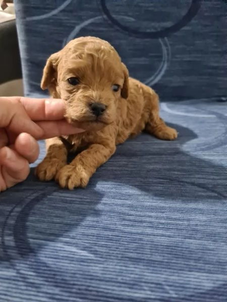 Barboncino femminuccia toy  | Foto 0