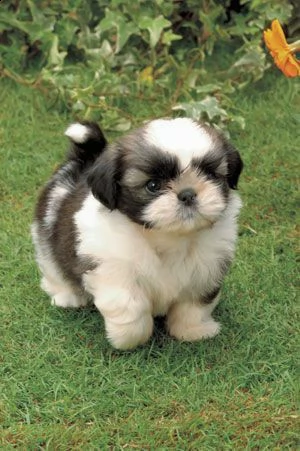 regalo cuccioli shih tzu avente : primi vaccini, passaporto, libretto sanitario, microchip. possibil