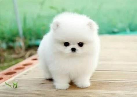 regalo volpino pomerania cuccioli splendidi cuccioli di volpino edibilin ex vaccino s verminazione e