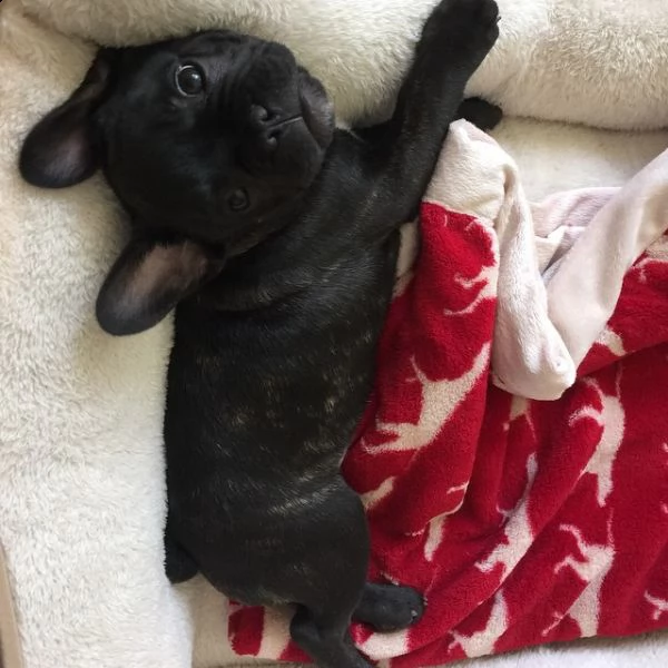 vendo bellissimi cuccioli di bulldog francese maschio e femmina | Foto 2