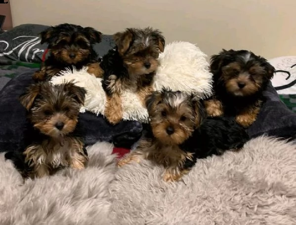 regala i cuccioli di yorkies | Foto 2