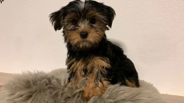 regala i cuccioli di yorkies | Foto 1