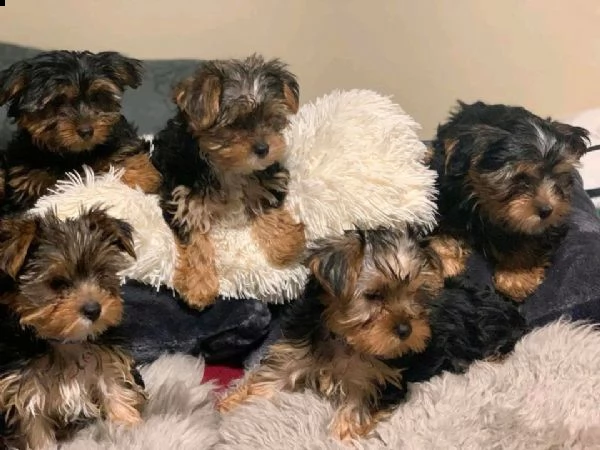 regala i cuccioli di yorkies | Foto 0