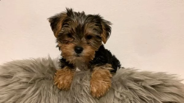 regala i cuccioli di yorkies