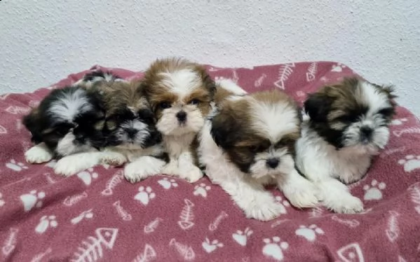 shih tzu | Foto 2