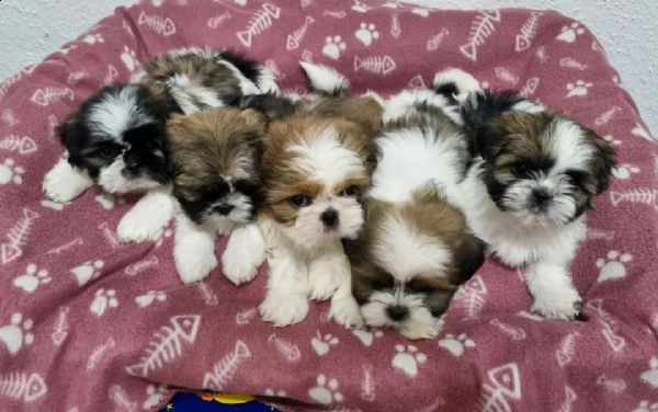 shih tzu | Foto 0