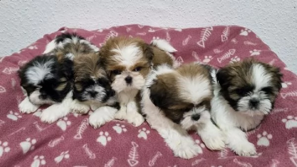 shih tzu