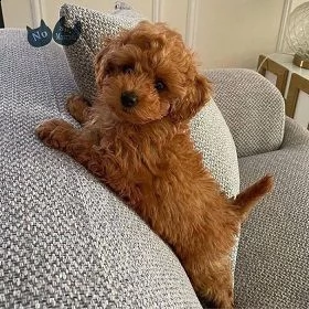 cuccioli di barboncino teacup in adozione gratuita*/