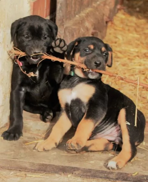 cuccioli di doberman di razza pura | Foto 5