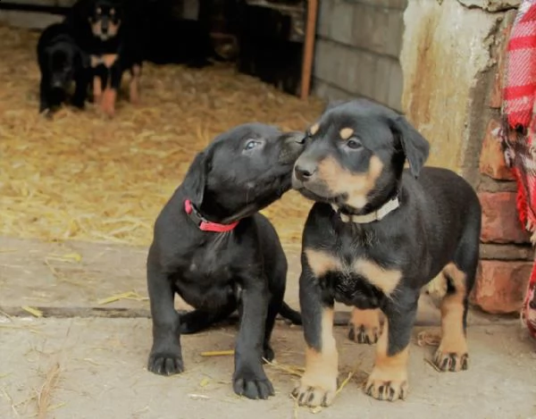 cuccioli di doberman di razza pura | Foto 4