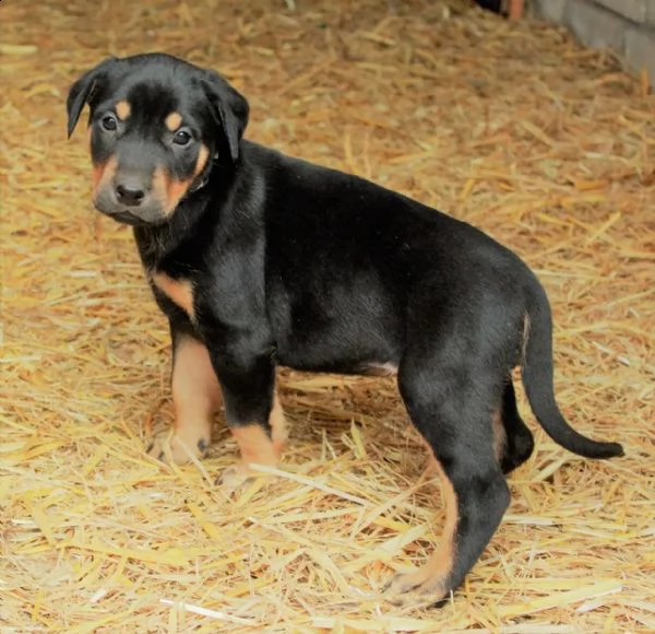 cuccioli di doberman di razza pura | Foto 3