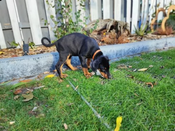 cuccioli di doberman di razza pura | Foto 2