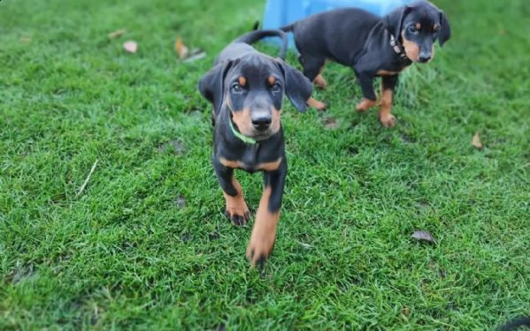 cuccioli di doberman di razza pura | Foto 1
