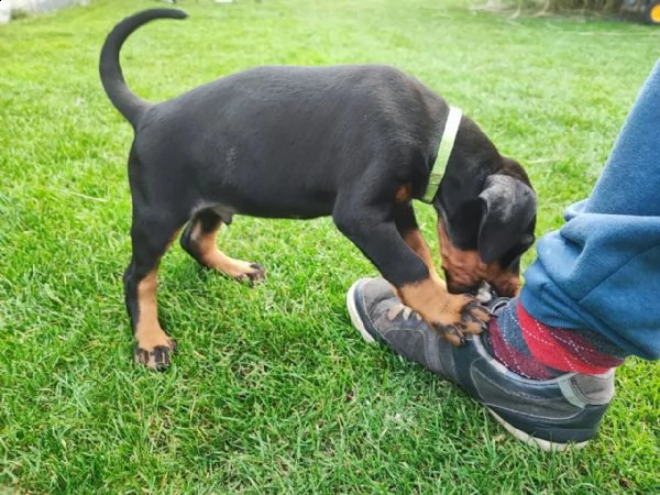 cuccioli di doberman di razza pura | Foto 0