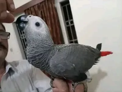 vendita cenerino da privat | Foto 0