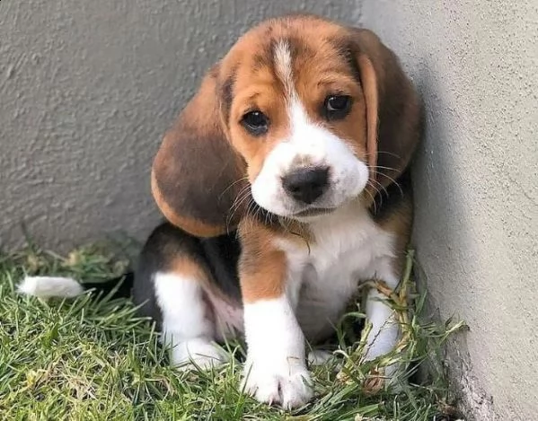 regalo beagle 