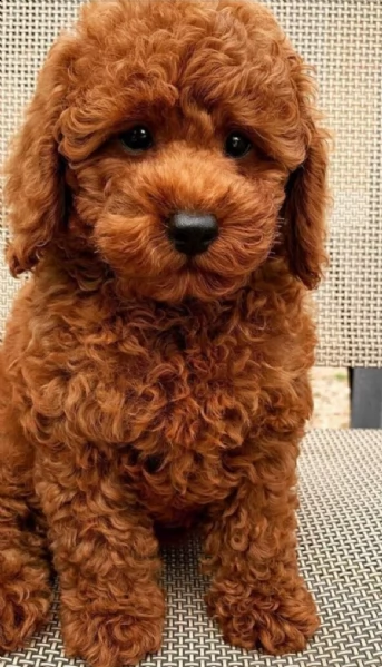 regalo barboncino mini toy disponibili,,,,, | Foto 0