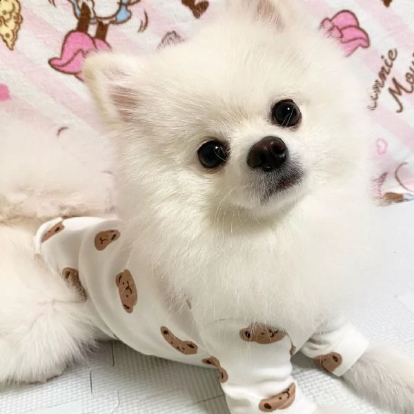 regalo chihuahua | Foto 0