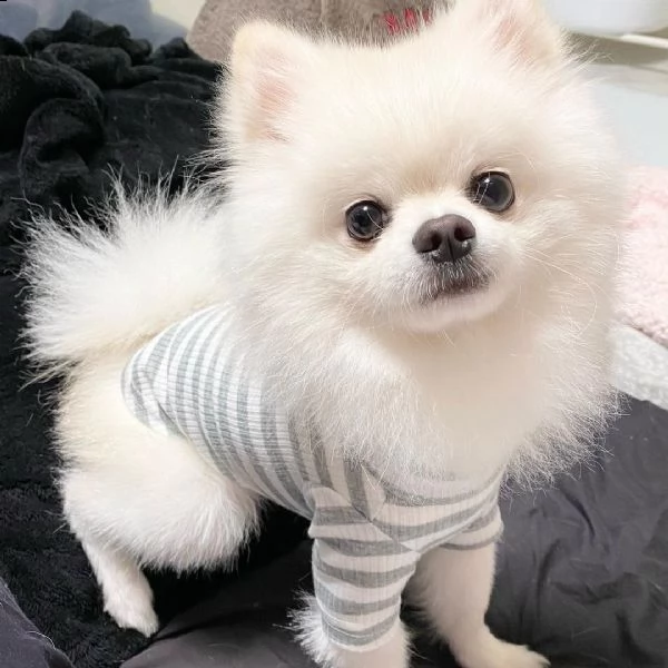 regalo chihuahua
