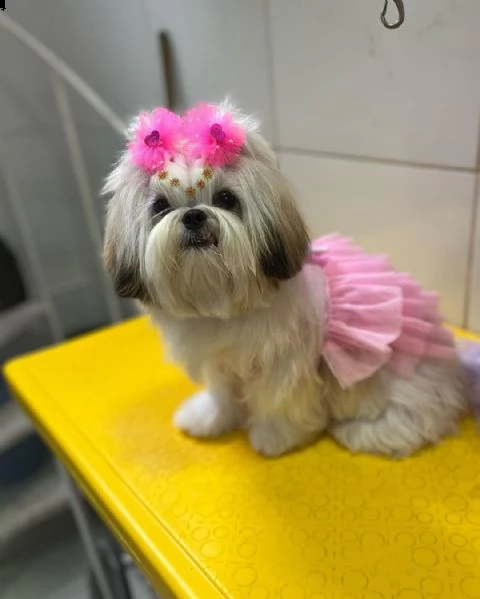regalo shihtzu | Foto 0