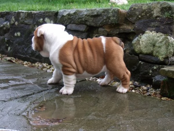 regalo bulldog inglese cuccioli disponibili...