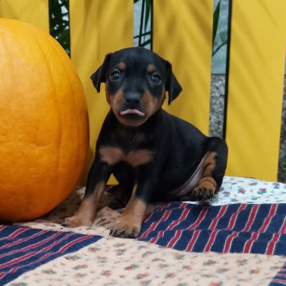 regalo  cuccioli pinscher