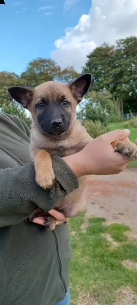 cuccioli pastore belga malinois maschio e femmina | Foto 4