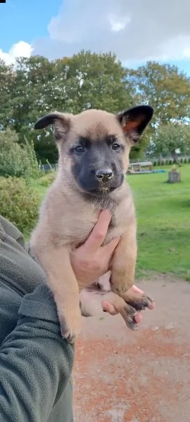 cuccioli pastore belga malinois maschio e femmina | Foto 3