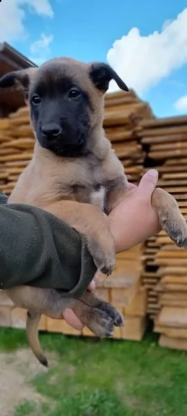 cuccioli pastore belga malinois maschio e femmina | Foto 1