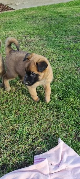cuccioli pastore belga malinois maschio e femmina