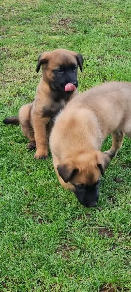 cuccioli pastore belga malinois maschio e femmina | Foto 0