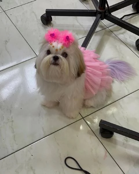regalo shihtzu  | Foto 0