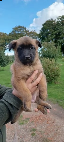 cuccioli malinois | Foto 2