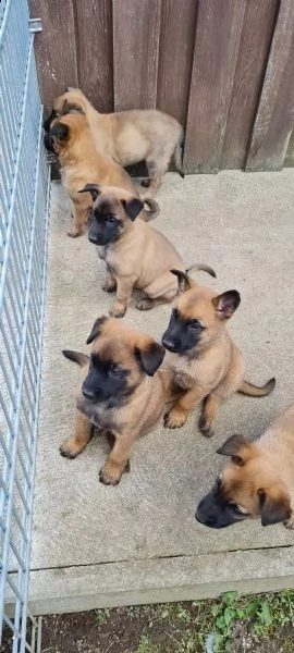 cuccioli malinois