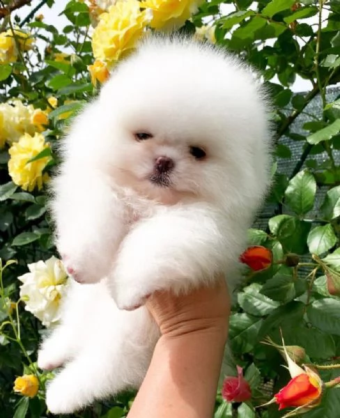 simpatici cuccioli di pomerania (+34631716322)
