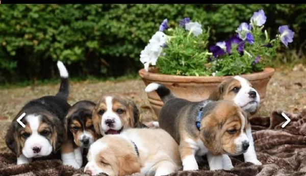  regalo cuccioli dolce e bella beagle...