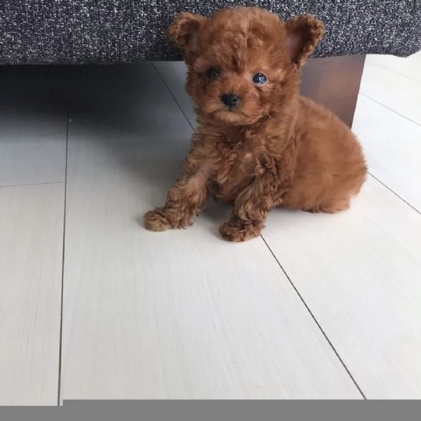 2regalo barboncino<<