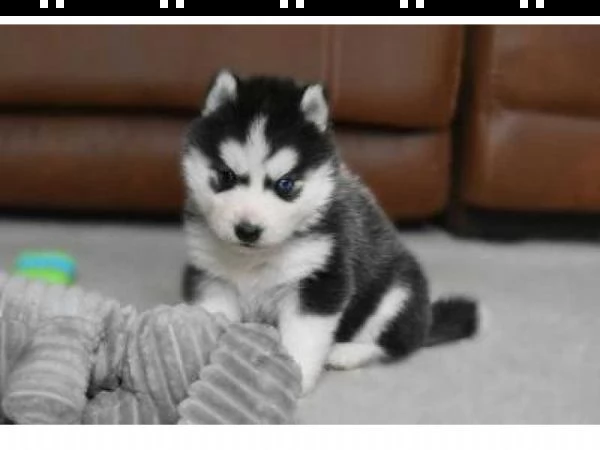 regalo cuccioli di husky siberiano  maschi e femmina.  