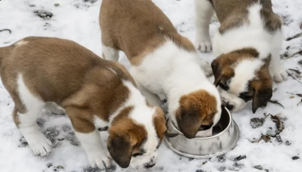pura razza cuccioli di san bernardo per adozione