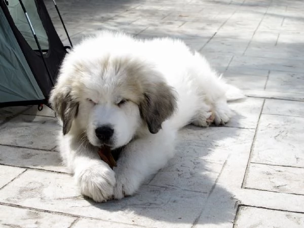 cuccioli di cane da montagna dei pirenei | Foto 1