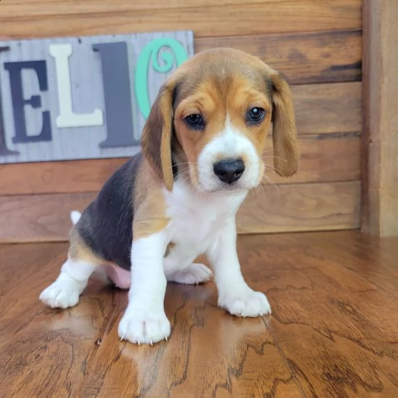 regalo beagle cuccioli
