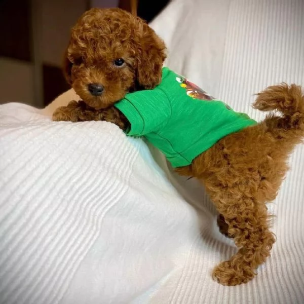 cuccioli barboncini toy piccoli!!!! 